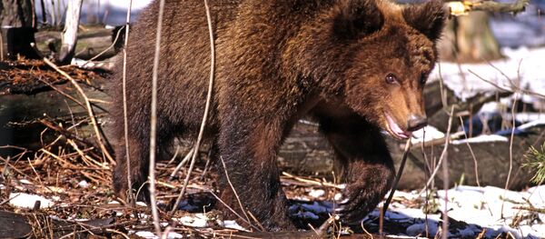 Медведь Микки - 俄罗斯卫星通讯社
