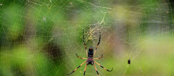 科學家們發現蜘蛛只用一年時間就能消滅人類 - 俄羅斯衛星通訊社