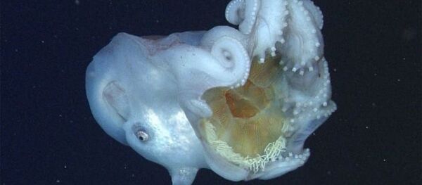 科學家們首次發現巨型章魚美餐 科學家們首次發現巨型章魚美餐 - 俄羅斯衛星通訊社