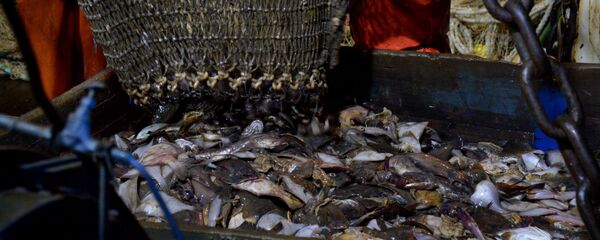 Inshore fisheries in the Primorye Territory - 俄罗斯卫星通讯社