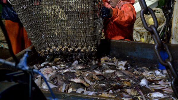 Inshore fisheries in the Primorye Territory - 俄罗斯卫星通讯社