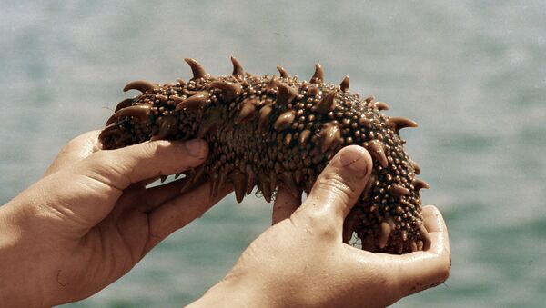 A trepang (sea cucumber) caught in Sakhalin - 俄罗斯卫星通讯社