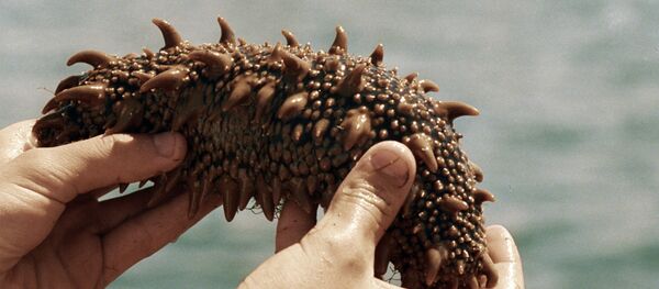 A trepang (sea cucumber) caught in Sakhalin - 俄羅斯衛星通訊社