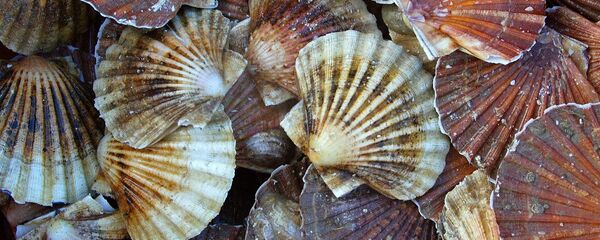 为海参和扇贝来俄罗斯投资 - 俄罗斯卫星通讯社