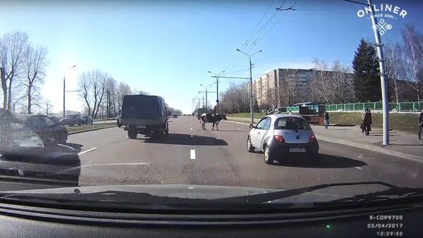 停车！你的牛掉啦 - 俄罗斯卫星通讯社