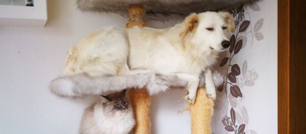 从小和猫咪一起长大的狗：其实我是一只猫 - 俄罗斯卫星通讯社