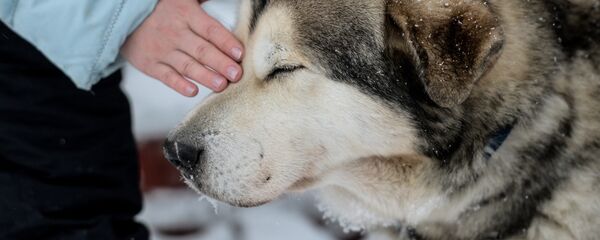 普京又送狗狗了 普京又送狗狗了 - 俄羅斯衛星通訊社
