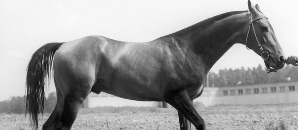 卡塔爾謝赫將向土庫曼斯坦賽馬節撥款50萬美元 - 俄羅斯衛星通訊社