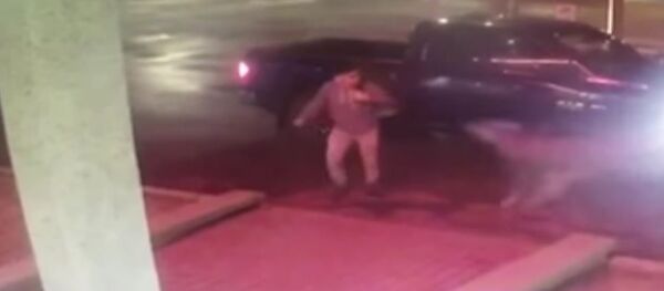 加拿大一頭鹿撞上了從車中走出的男子(視頻) 加拿大一頭鹿撞上了從車中走出的男子(視頻) - 俄羅斯衛星通訊社