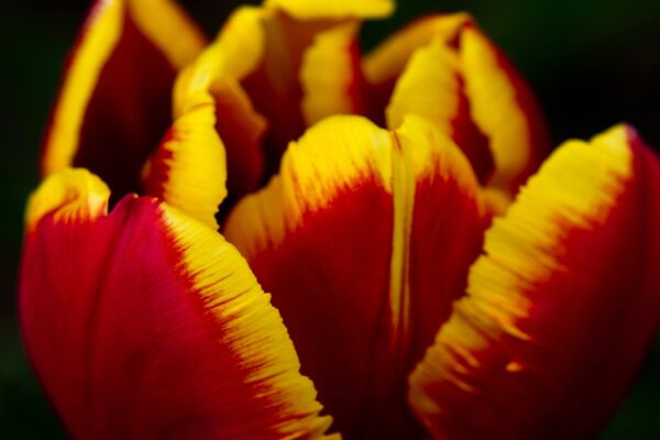 在克里米亞的尼基塔植物園舉辦的“鬱金香巡展”上的鬱金香。 - 俄羅斯衛星通訊社