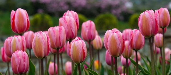 克里米亚的郁金香 - 俄罗斯卫星通讯社