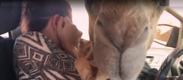 駱駝明目張膽搶遊客食物 引尖叫不斷 - 俄羅斯衛星通訊社