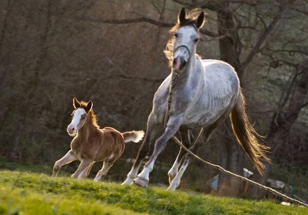 一匹马和一匹小马驹 - 俄罗斯卫星通讯社