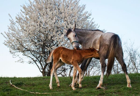 一匹马和一匹小马驹 - 俄罗斯卫星通讯社