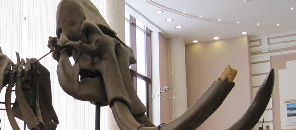 西伯利亚古生物学家发现人与猛犸象共患病 - 俄罗斯卫星通讯社