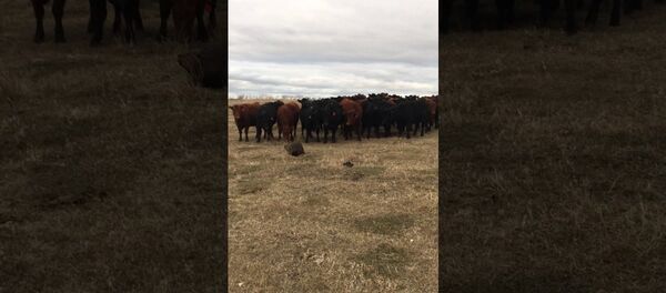 河狸“拐走”加拿大农场150头牛 - 俄罗斯卫星通讯社