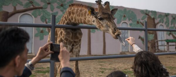 长颈鹿 - 俄罗斯卫星通讯社