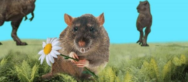 俄科学家发现远古哺乳动物新物种 - 俄罗斯卫星通讯社