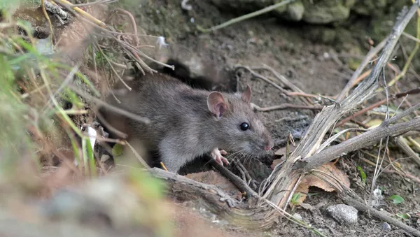 英国人被警告：数百万只老鼠将成为不速之客 - 俄罗斯卫星通讯社