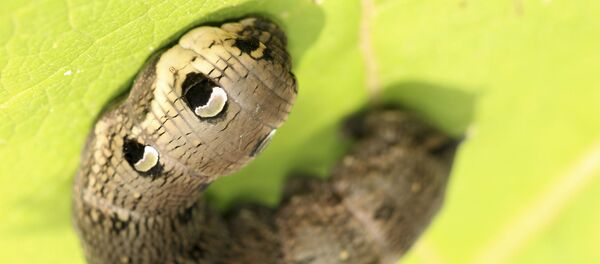 专家发现可以消化聚乙烯的毛虫 - 俄罗斯卫星通讯社