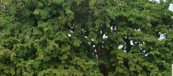 罗望子树 罗望子树 - 俄罗斯卫星通讯社