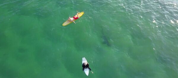 鯊魚近在咫尺 衝浪者毫無察覺 鯊魚近在咫尺 衝浪者毫無察覺 - 俄羅斯衛星通訊社