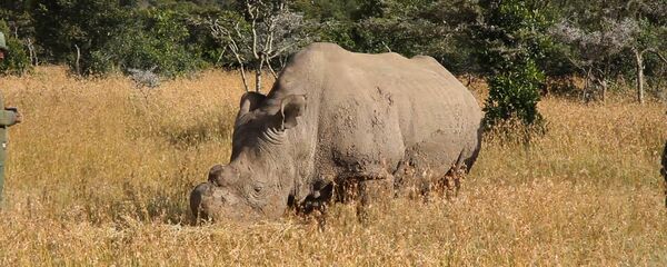 僅存雄性北白犀在交友平台註冊求繁衍 - 俄羅斯衛星通訊社