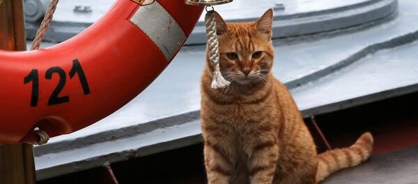 俄國防部曝光首只參加赴敘遠航的貓照片 - 俄羅斯衛星通訊社