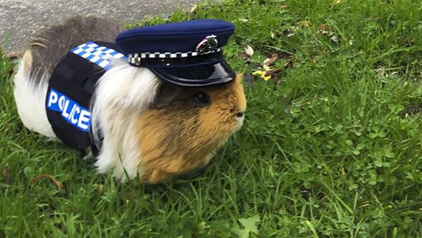 豚鼠埃利奥特——新西兰警察局的吉祥物，只是被戏称为警察。 - 俄罗斯卫星通讯社