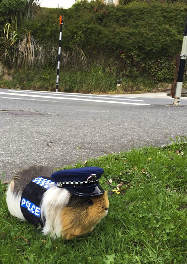 豚鼠埃利奥特——新西兰警察局的吉祥物，只是被戏称为警察。 - 俄罗斯卫星通讯社