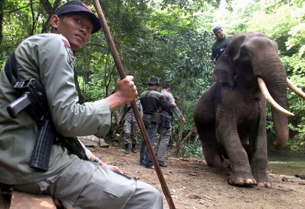 在印尼警察局工作的大象 - 俄罗斯卫星通讯社