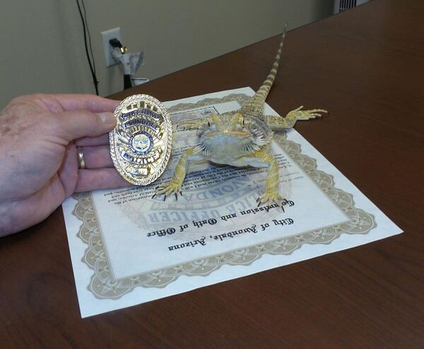 這只名為艾洛的鬃獅蜥是亞利桑那州埃文代爾市警局 的正式警察，自2016年4月開始見習。 - 俄羅斯衛星通訊社