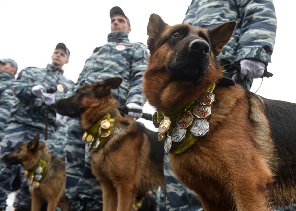 莫斯科警察局年度運動會上的警犬 - 俄羅斯衛星通訊社