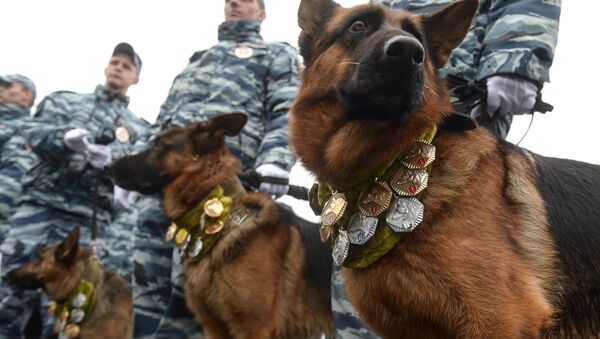 Служебные собаки на ежегодном спортивном празднике московской полиции - 俄羅斯衛星通訊社