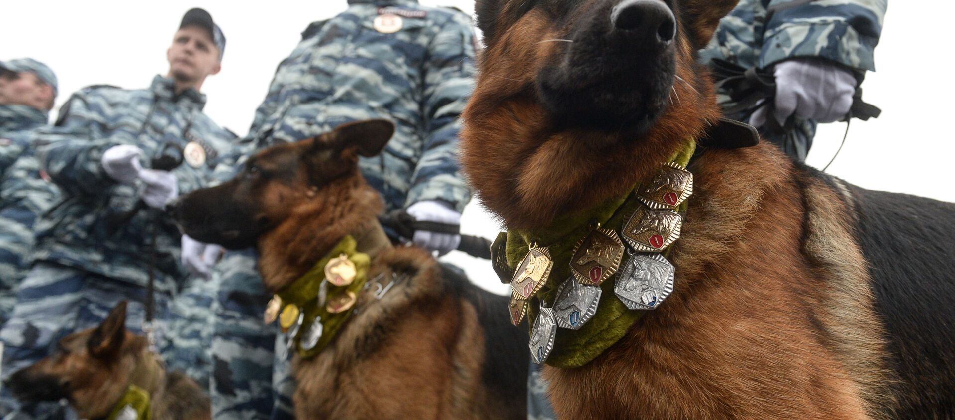 Служебные собаки на ежегодном спортивном празднике московской полиции - 俄羅斯衛星通訊社, 1920, 09.08.2021