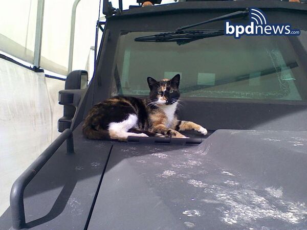 波士顿警察局的吉祥物——名为SWAT Cat的猫。 - 俄罗斯卫星通讯社