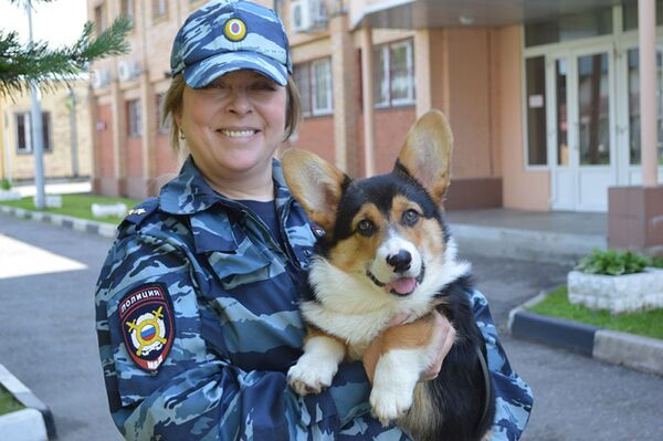 在莫斯科警察局当警犬的柯基犬 - 俄罗斯卫星通讯社