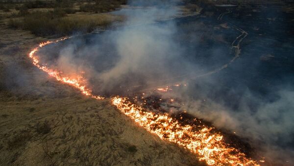 俄远东森林火灾一昼夜毁林超过1.9万公顷 - 俄罗斯卫星通讯社