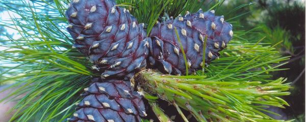 Хвоя и шишки сибирского кедра - 俄罗斯卫星通讯社