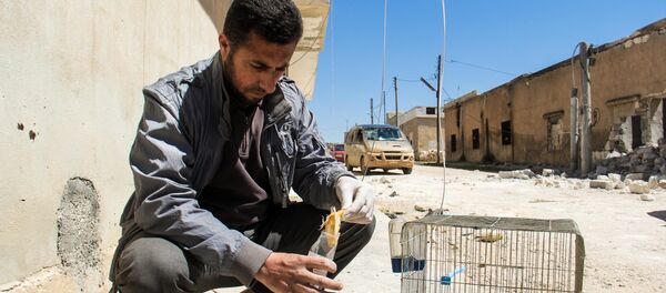 俄国防部：加入叙停火进程的居民点数量增至1514处 - 俄罗斯卫星通讯社