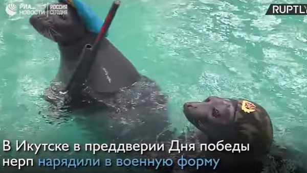 在胜利日到来之际，伊尔库茨克的水族馆为观众们准备了一场特别演出。 - 俄罗斯卫星通讯社