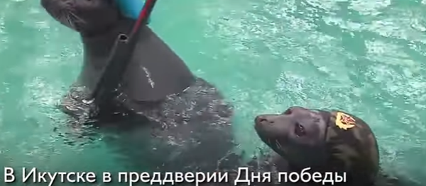 在胜利日到来之际,伊尔库茨克的水族馆为观众们准备了一场特别演出。 在胜利日到来之际,伊尔库茨克的水族馆为观众们准备了一场特别演出。 - 俄罗斯卫星通讯社