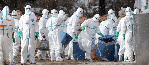 Забой птиц в Японии - 俄罗斯卫星通讯社