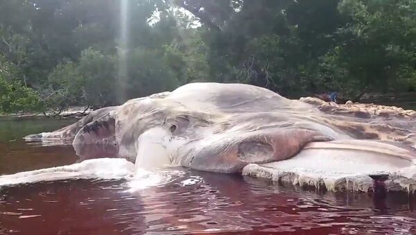 Massive Sea Creature Washes Up on Indonesian Beach - 俄羅斯衛星通訊社