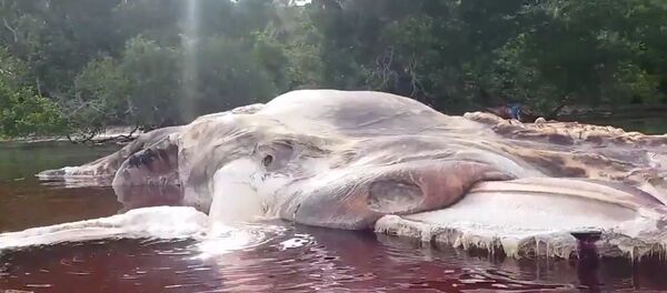 Massive Sea Creature Washes Up on Indonesian Beach Massive Sea Creature Washes Up on Indonesian Beach - 俄罗斯卫星通讯社
