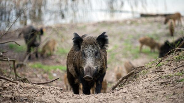 俄滨海边疆区丘古耶夫卡区野猪身上发现非洲猪瘟 - 俄罗斯卫星通讯社