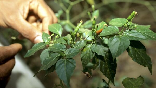 英國農場主培植出世界上最辣的辣椒，其辣度可以致人死亡 - 俄羅斯衛星通訊社