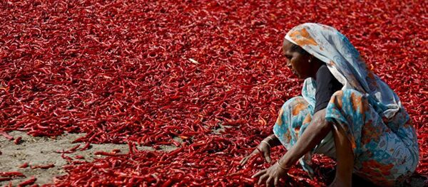 辣子 辣子 - 俄罗斯卫星通讯社