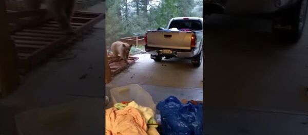 饿熊：我只是想要一袋狗粮…… - 俄罗斯卫星通讯社