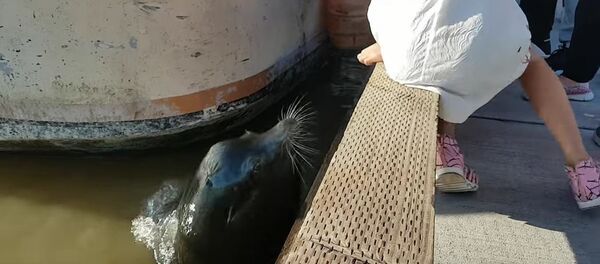 海狮将女孩拖下水 - 俄罗斯卫星通讯社